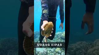 Udang Kipas — Si Lobster Tanpa Capit yang Dagingnya Lebih Manis!