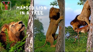 Makhulu Mapogo | Male lion climb a tree to steal food from a leopard