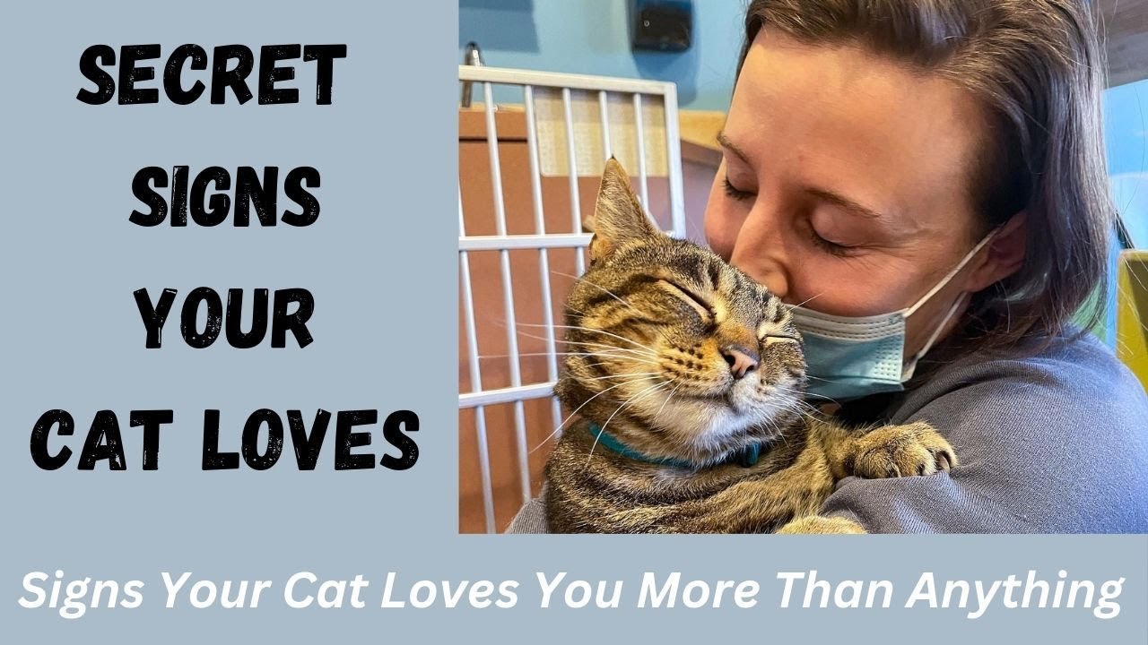 Cat love never dies 🐾🧶🫶🏼 | Love Never Dies | Senior Cats and Their Heartwarming Stories 🐾😻