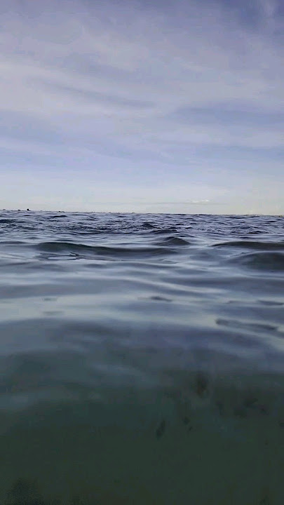 #sea #fish #slowmotion