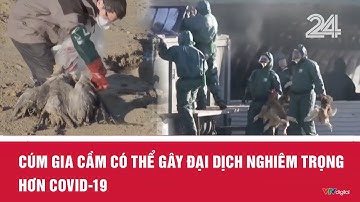 Cúm gia cầm có thể gây đại dịch nghiêm trọng hơn COVID-19 | VTV24