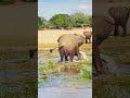 Elephant Kills Crocodile