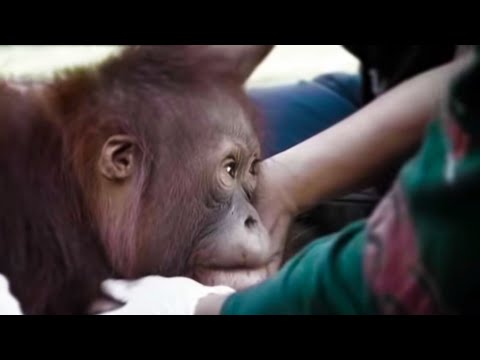 Protecting Marley the Orangutan | Orangutan Diary | BBC Earth