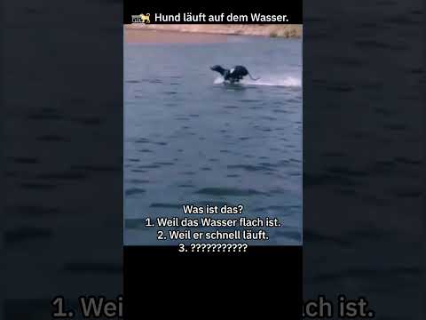 Was ist das?! 😲‼️ Wahnsinn! Hund rennt auf dem Wasser 🐕
