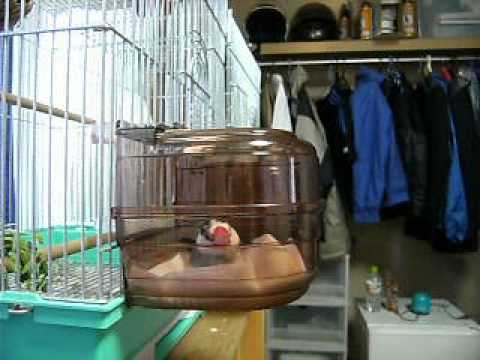 アウターバード・ハウス ２　　文鳥の文ちゃん