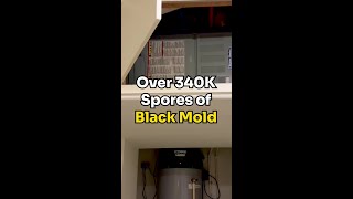340k spores of Stachybotrys 🤯