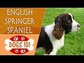 Dogs 101 - ENGLISH SPRINGER SPANIEL - Top Dog Facts About the ENGLISH SPRINGER SPANIEL
