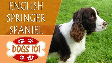 Dogs 101 - ENGLISH SPRINGER SPANIEL - Top Dog Facts About the ENGLISH SPRINGER SPANIEL