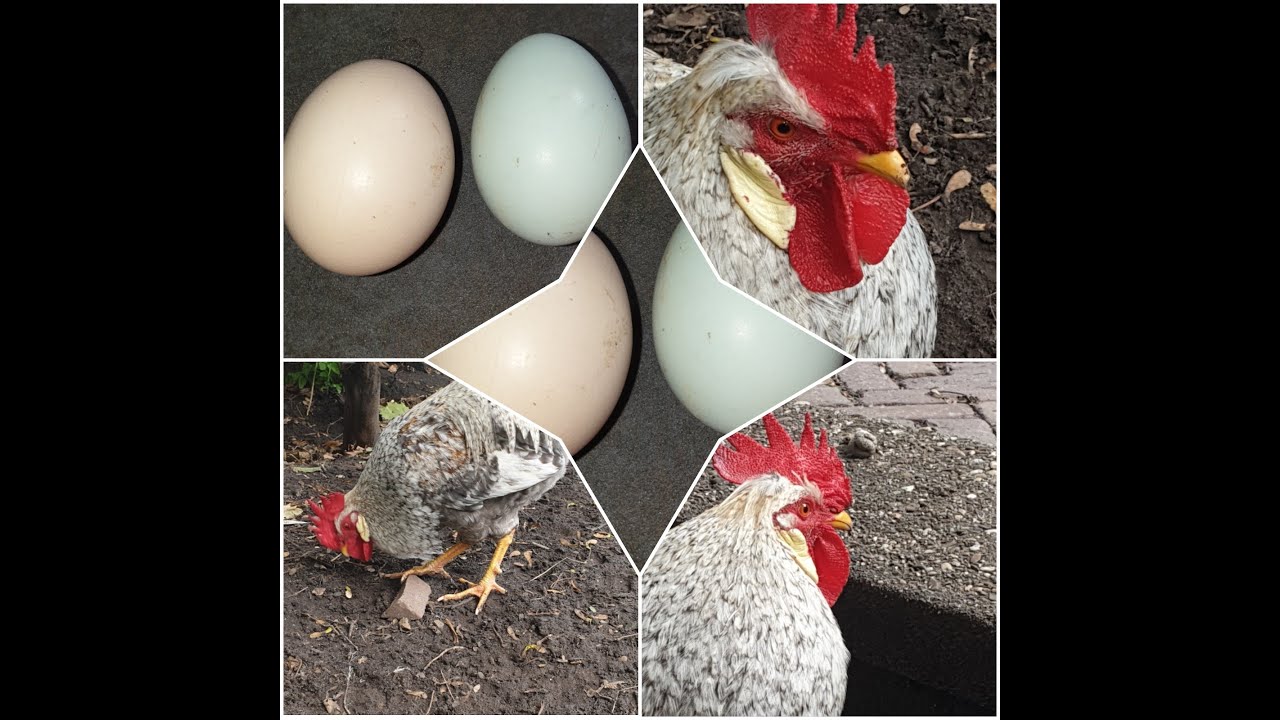 Een Zwijnenstal special: De Cream Legbar: over een agressieve haan en groene eieren!