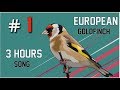 3 Hours Of Goldfinch Singing Song 2018 
