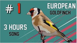 3 hours of Goldfinch Singing  Song 2018