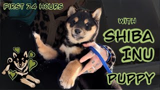 8 week old Shiba Inu puppy’s first 24 hours with his human