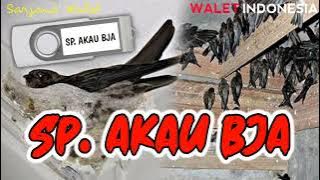 SP. AKAU BJA KOLONI BIRAHI ‼️ SUARA PANGGIL WALET OPEN PROTEC ⁉️‼️