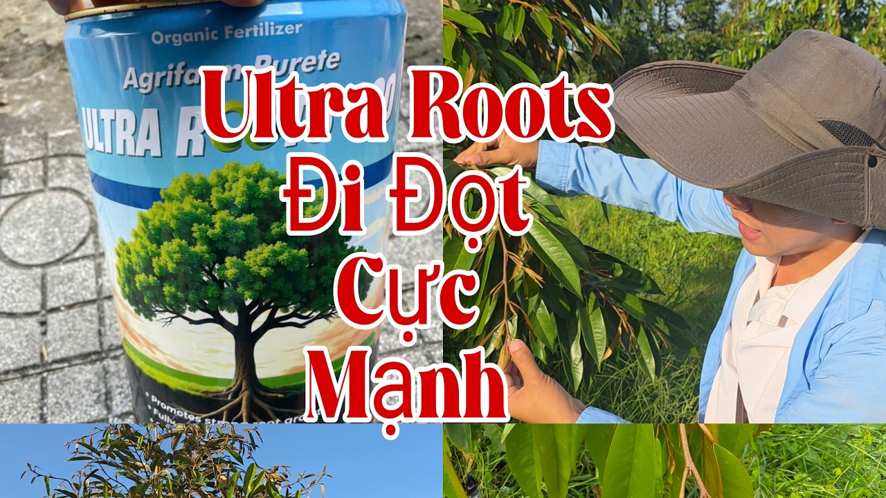 Kết Quả Ultra Roots 900 Tưới Cây Lớn Nhanh Đi Đọt Cực Mạnh