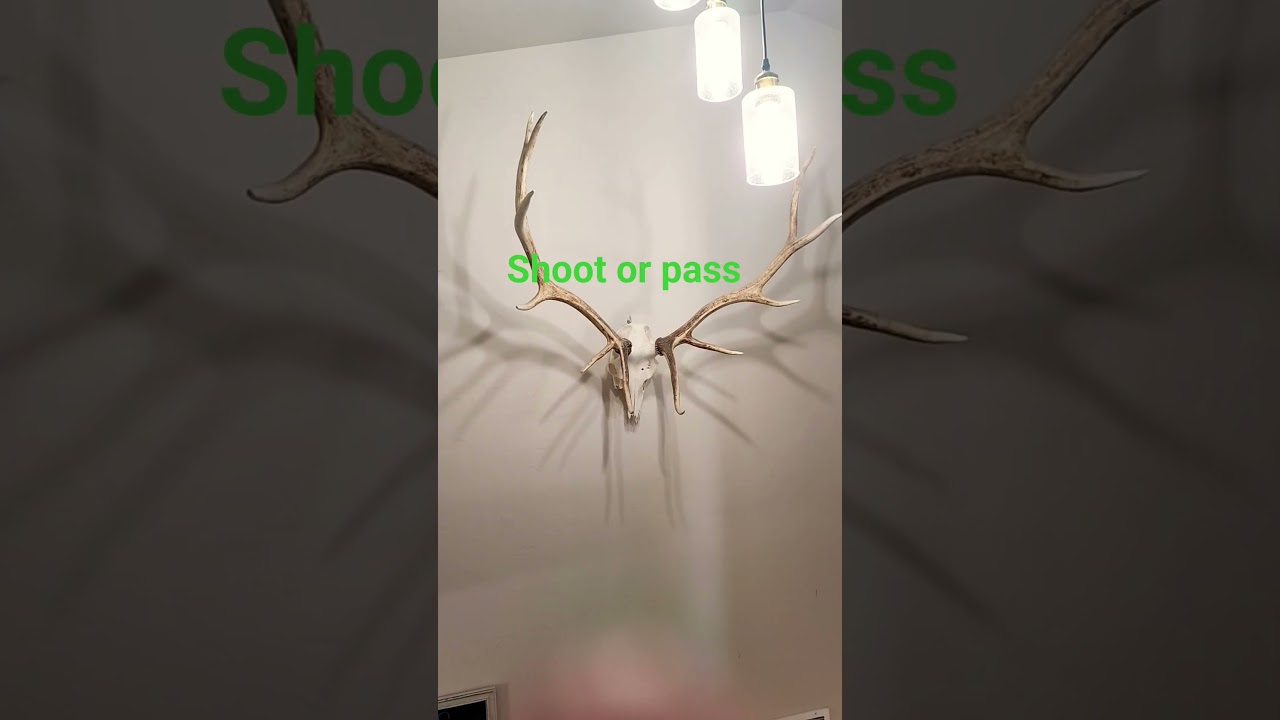 shoot or pass