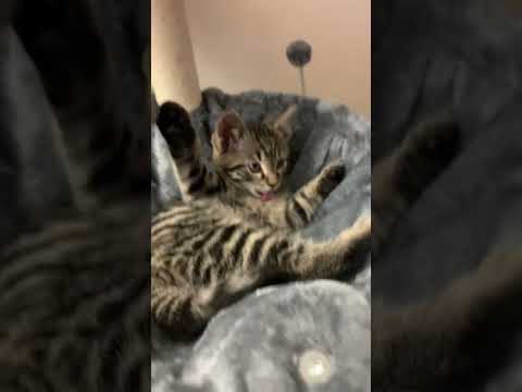 Do you guys like cats if yes please comment share like subscribe always helps me