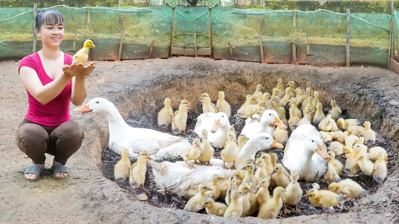 Use Truck To Buying 1000+ Chicks And Ducks From Hatchery Go To Market Sell - Farm Life