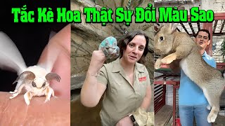 Sự Thật Về Tắc Kè Hoa Đổi Màu Úcưng Ậtnuôi Ómèohàihước