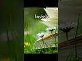Insights #insights #inspirational #nature #healing #glimmers #lowtech