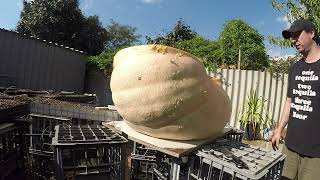 192kg/422LB Hydroponic Giant Atlantic Pumpkin Chop up (Donated)