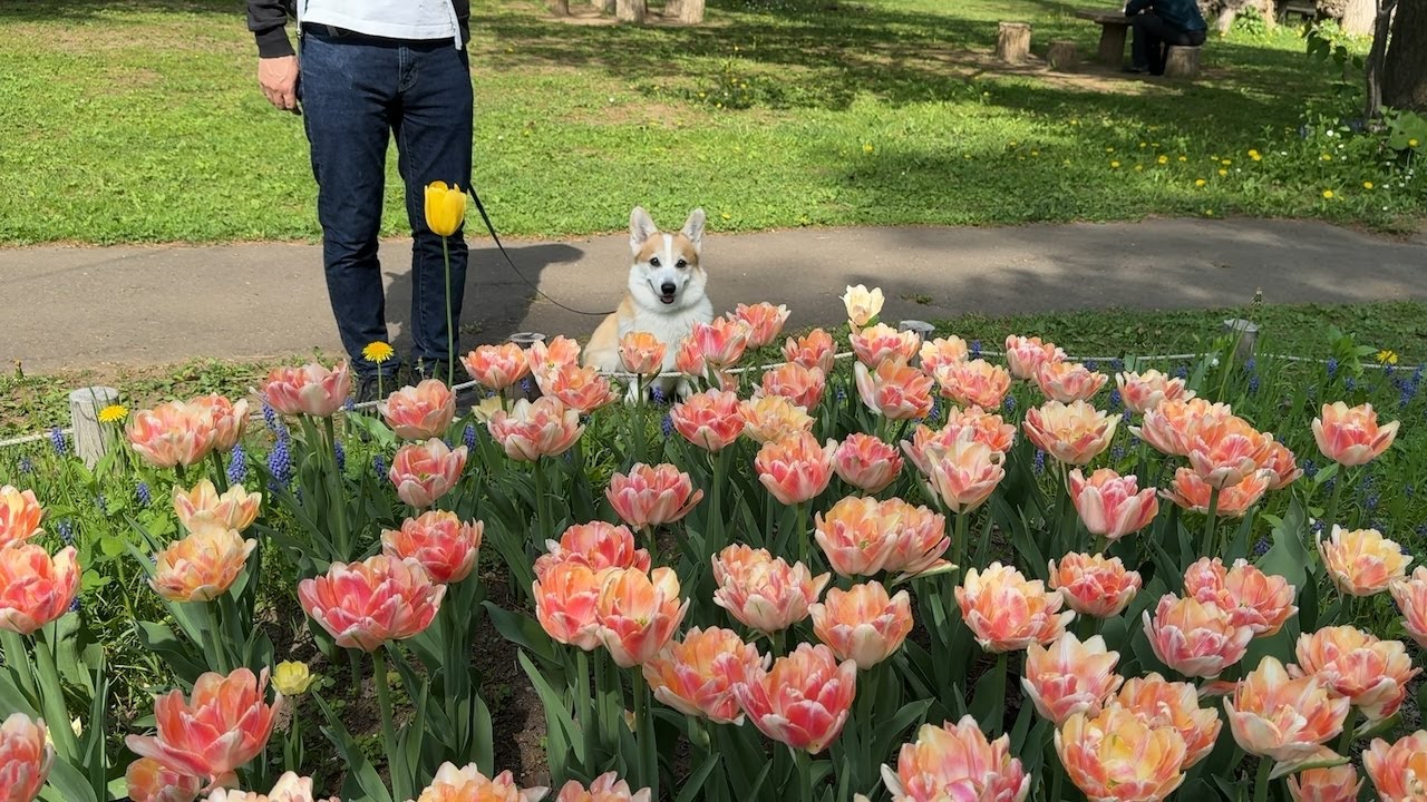 【お祭りや蚤の市】札幌で過ごす週末ブイログ