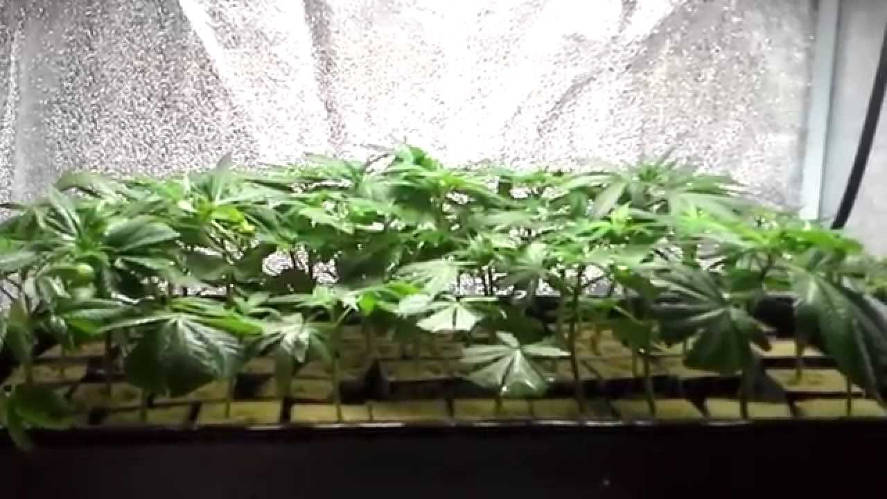 6212 MMJ GROW - Week One of Flower