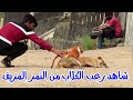 رعب الكلاب من النمر المزيف 