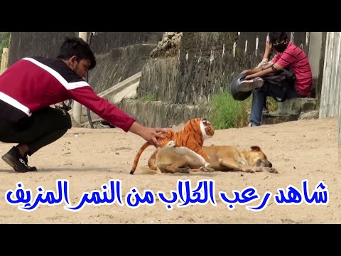 فيديو: 10 قطط تشبه النمور والفهود والفهود