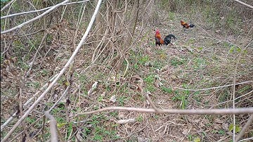 Dib qaib qus tuaj zoo heev li/ ไก่ป่าเข้าเรวมาก