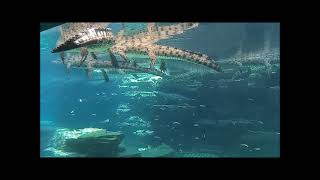 Crocodile Park in Dubai