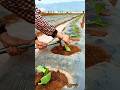 cool techniques for planting tobacco seeds #shorts
