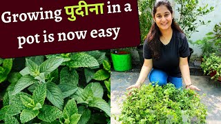 MINT PUDINA GROW & CARE पुदीना कैसे उगाएं MINT FROM SEEDS #mintplant #gardening #पुदीना #plant