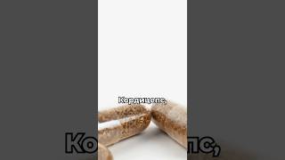 Как прием кордицепса может повысить твою выносливость и ускорить восстановление после тренировок?