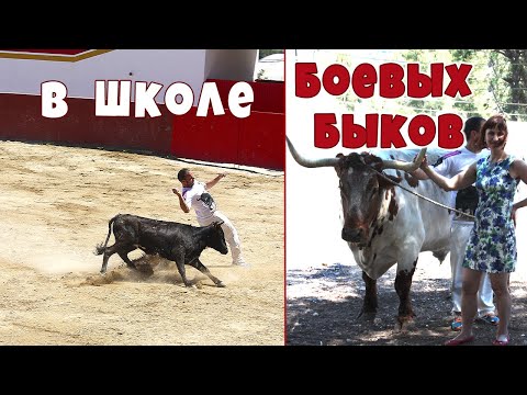 Боевые быки💥Какие они на самом деле💥 Испания💥Валенсия 💥