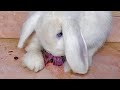 Rabbit mom giving birth to 1 baby bunny