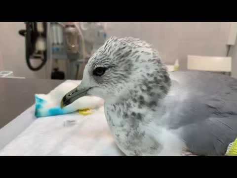 Видео: Крила на чайка