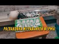 ПРИШЛА ПОСЫЛКА С МУРАВЬЯМИ // РАСПАКОВКА МУРАВЬИНОЙ ФЕРМЫ