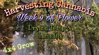 Harvesting Cannabis : Week 9 of Flower/ Drying Temperature & Humidity /4x4 Grow/Spider Farmer SF4000