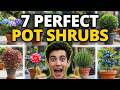 😍2026 Best Shrubs for Pots and Containers | Garden Trends| Low Maintenance🌿