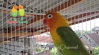 Suara Lovebird Memanggil Kawan, Bikin Labet Satu Kota Bunyi Bersahutan Dan Belajar Ngekek Panjang