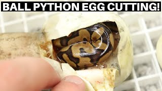 Cutting The First Ball Python Clutch Of 2021! - Benjamin's Exotics Net Worth