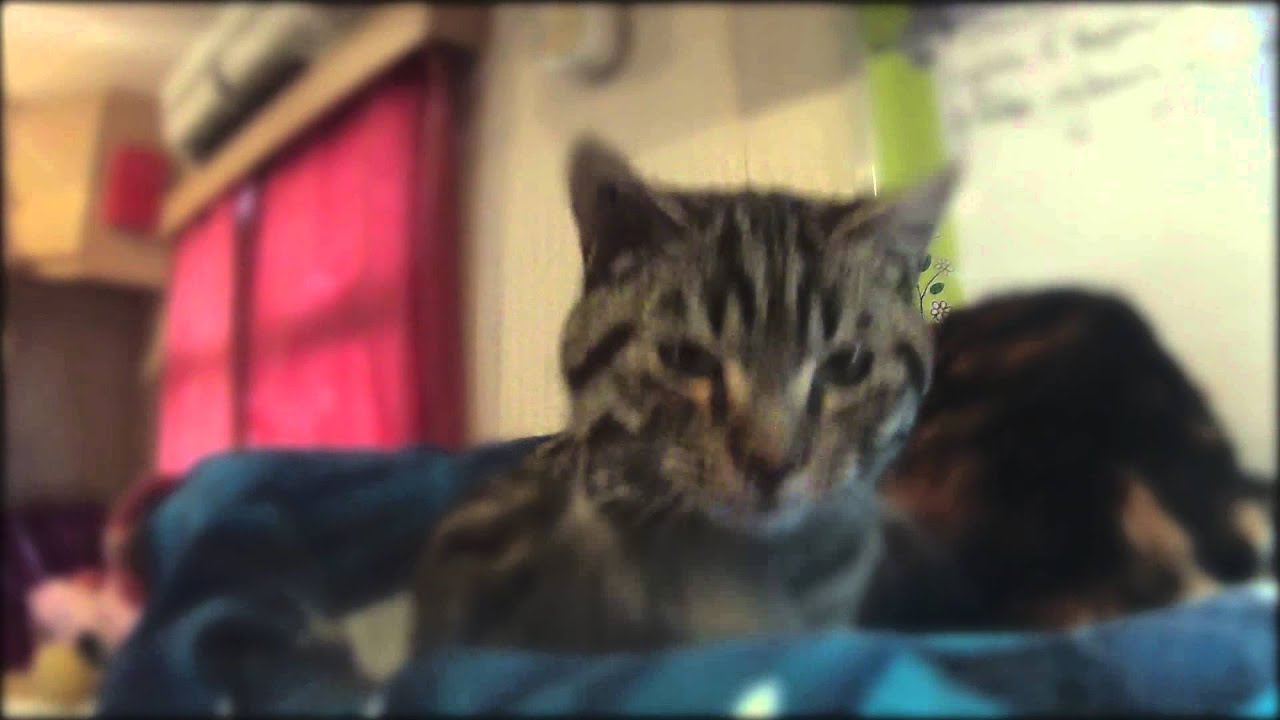 Ronronner dans l'infirmerie