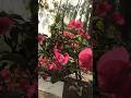 যাদের হাতে গাছ মরে যায়, তাদের জন্য পারফেক্ট সলিউশন! 😂🌸. #garden #paperflower #shorts #viral #like
