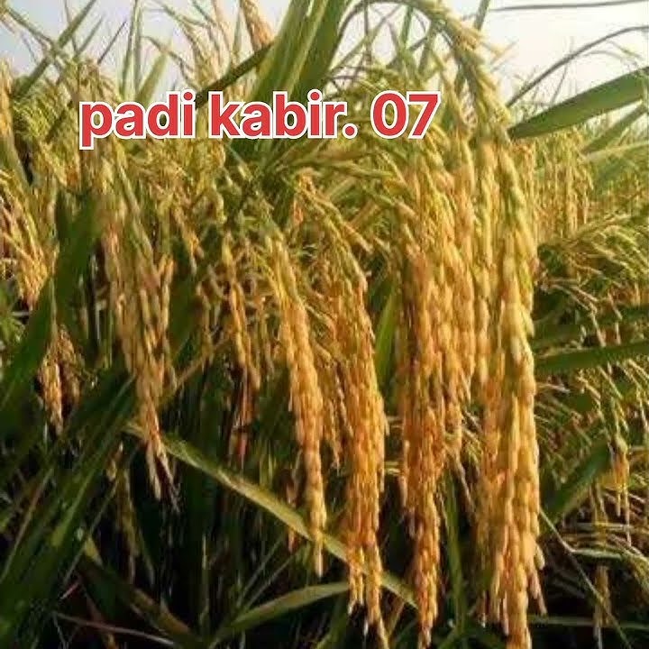 PADI UNGGUL KABIR.07,PADI LOKAL ACEH HASIL PANEN NYA  SANGAT MEMUASKAN..