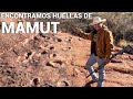 Nos Fuimos Al Sur De Arizona A Buscar Las Huellas De MAMUT!