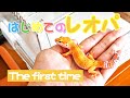 【レオパお迎え】初めてレオパを飼う - I just got a Leopard Gecko-