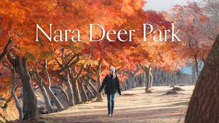 An Autumn Wonderland! Solo Travelling Through Nara in Fall, 4K