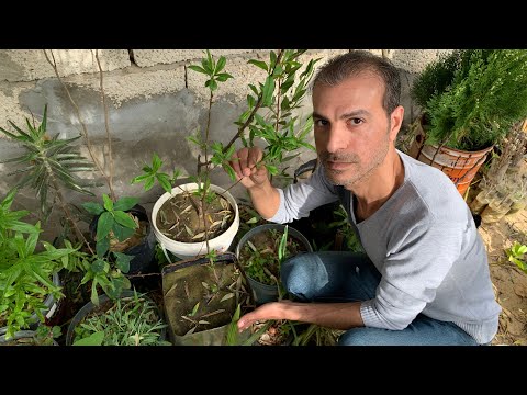 فيديو: زرع حفرة الخوخ: زراعة الخوخ من البذور