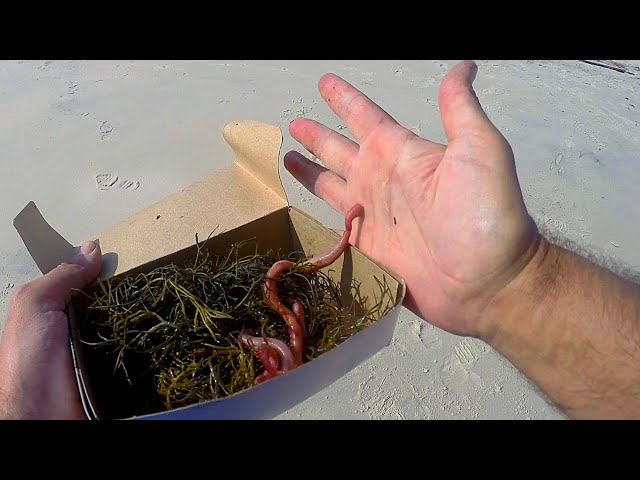 LIVE BLOOD WORMS! #bait #fishing #worms #fishingtiktoks #fyp #foryou #