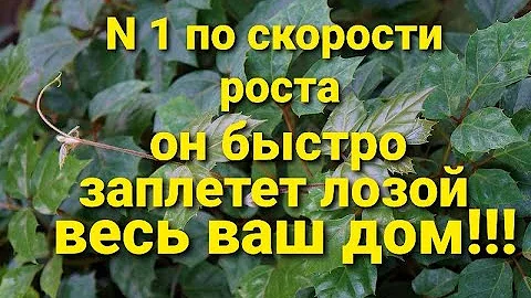 Rhoicissus Самый быстрорастущий комнатный цветок. Роициссус пересадка/черенкование.